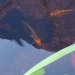 Small Pond Projects