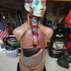 Human Anatomy