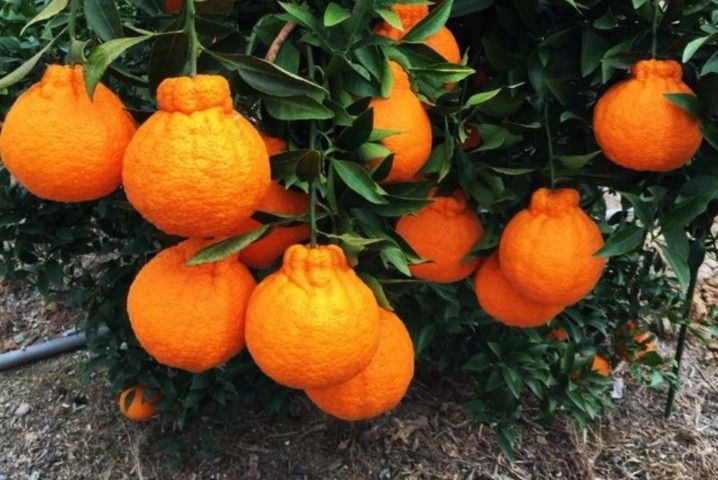 Shuranui Tangerine Aka Sumo Grafted Dwarf Trees 3gal Arboles 