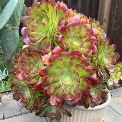 Giant Rooted Blushing Beauty Aeonium / Garden Succulents 