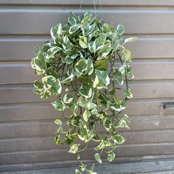 6” Enjoy Pothos