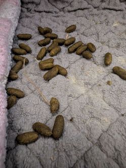 Guinea pig fertilizer