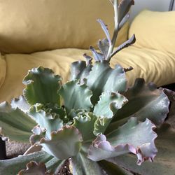 Echeveria Or Party Dress, Wedding Dress Plant 