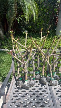 Plumeria Cutting Rooted Ready to Pot-Beautiful Flowers
