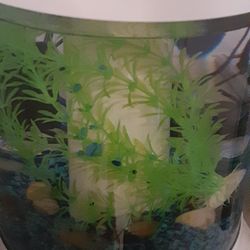 Aquarium Tank