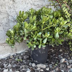 Jade succulent