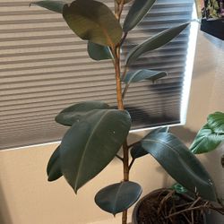 Live Plant - Rubber Ficus