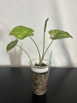 White Butterfly Syngonium