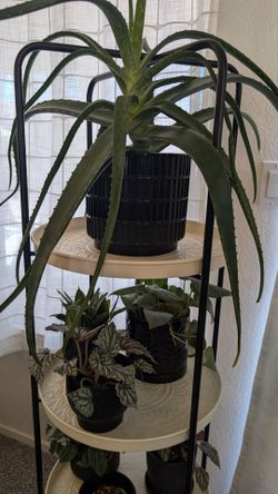 Live House Plants for Sale - Moving Out of State