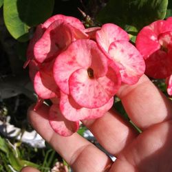 Crown of Thorns EUPHORBIA MILII Corona de Christo 10" Pink marble Large 'Sunset Boulevard Succulent Tropical Thai Hybrid Poysean CUTTING