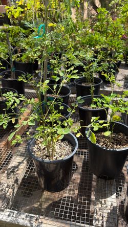 Moringa plant one gallon pot