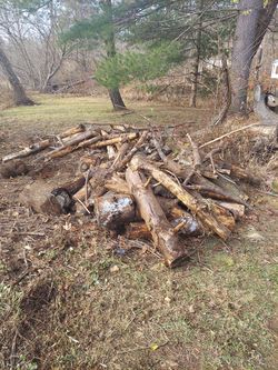 FREE wood already cut to load camp wood pine