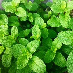 Live Peppermint Plant