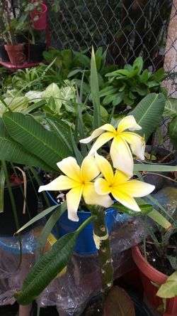 Plumeria