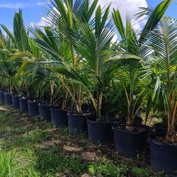 Green Malaya Coconut 