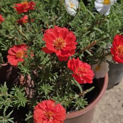 Portulaca Plants 