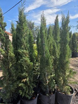 Italiano Cypress Pines 7gallon 7ft Tall 