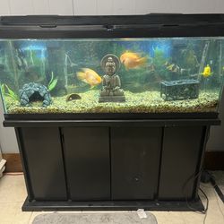 50 Gallon Fish Tank 