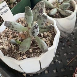 Adromischus cooperi, (Plover Eggs )