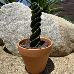 Spiral Cactus (For Mother’s Day) $75