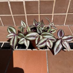 Tradescantia zebrina, Silver Inch Plant Wandering Dude