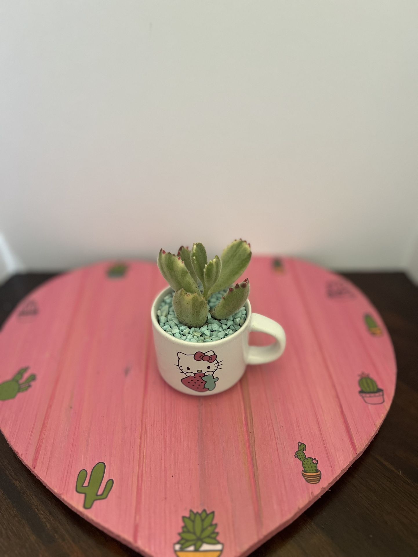 Mini Hello kitty Succulent