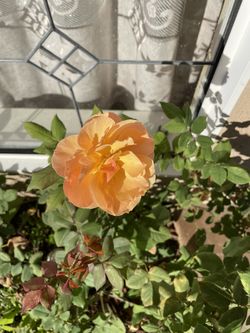 Beautiful Rose Plant