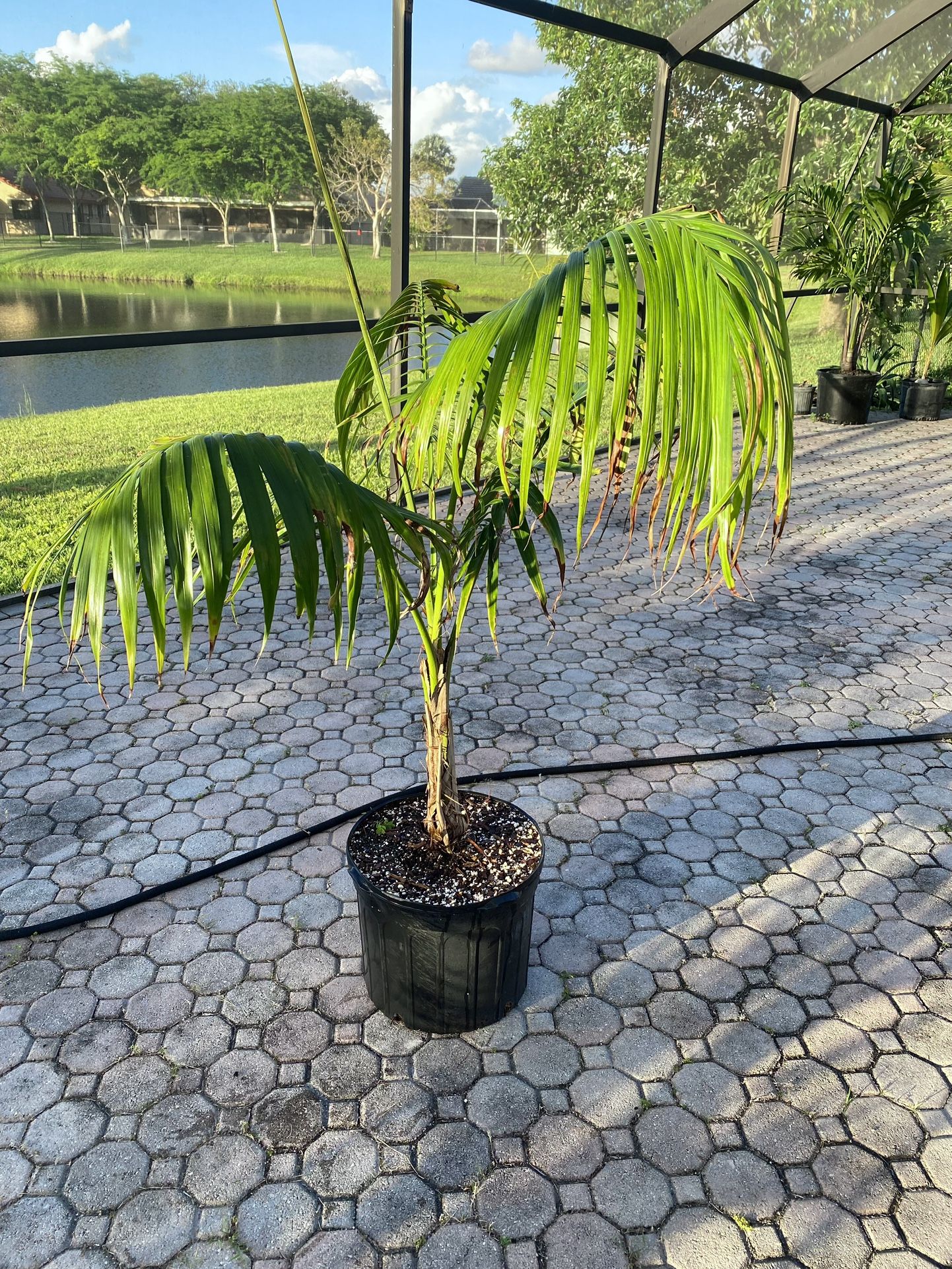 Satakentia Liukiuensis palm tree 7G