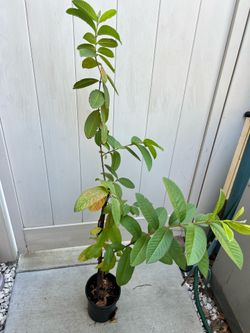 White Sweet Guava tree 4 ft tall