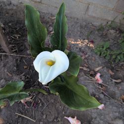 Calla lilly plant
