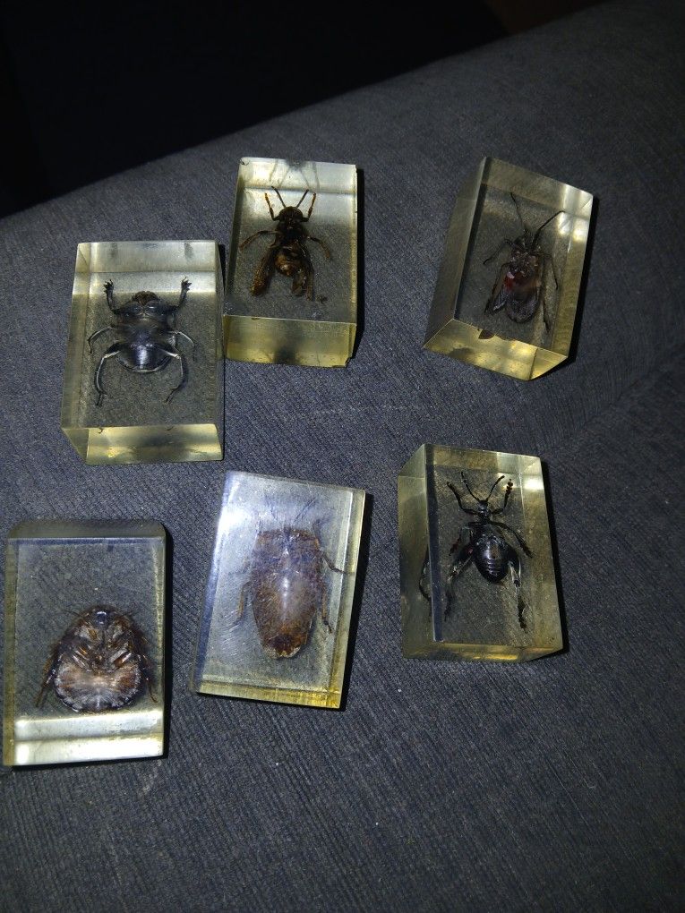 6 Vintage Bugs in Resin Lucite