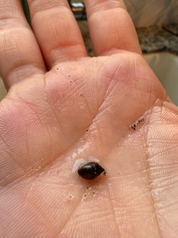 Aquarium snails