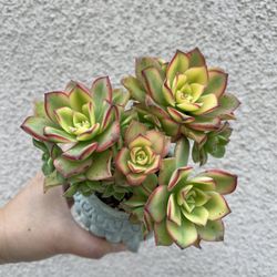 Beautiful Kiwi Aeonium Succulent Plant With Pot