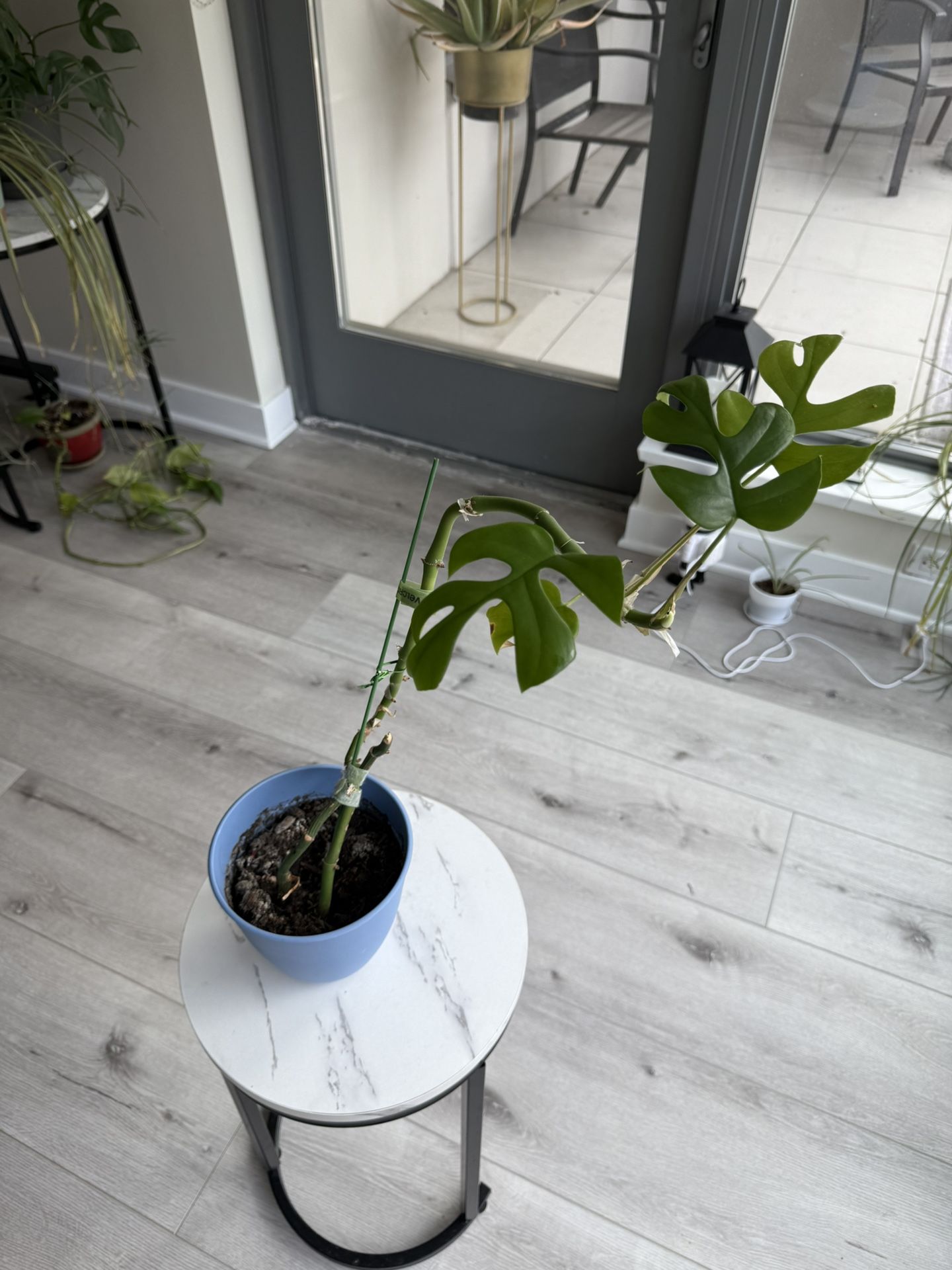 Monstera Plant – $25 With The Pot