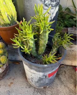 Eves needle cactus 🌵