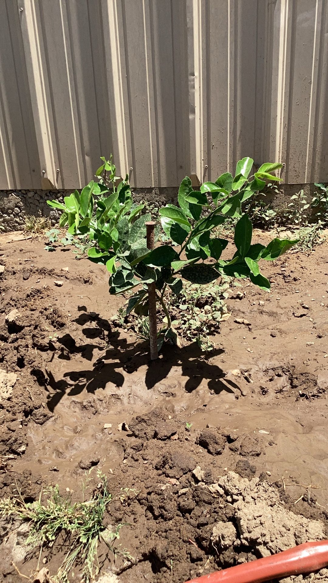 Small Citrus ( Meyer Lemon)