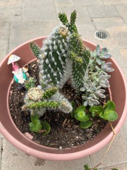 Assorted Succulent Plants