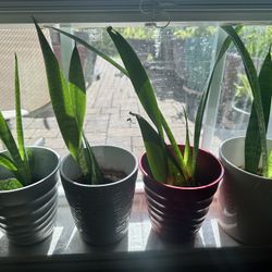 Potted Snake 🐍 Plants 🪴 