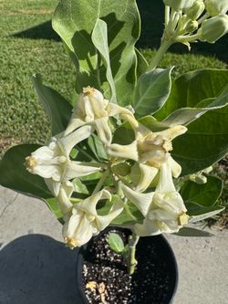 Milkweed/Crown Flower/Giant