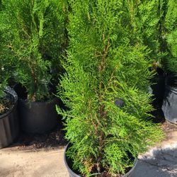Pine Cypress Tulia 1.5 Gallon 2ft Tall 
