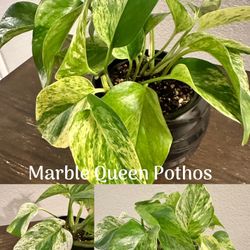 Marble Queen Pothos Live Indoor Plant