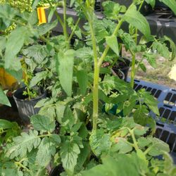 Tomato 🍅 Plants