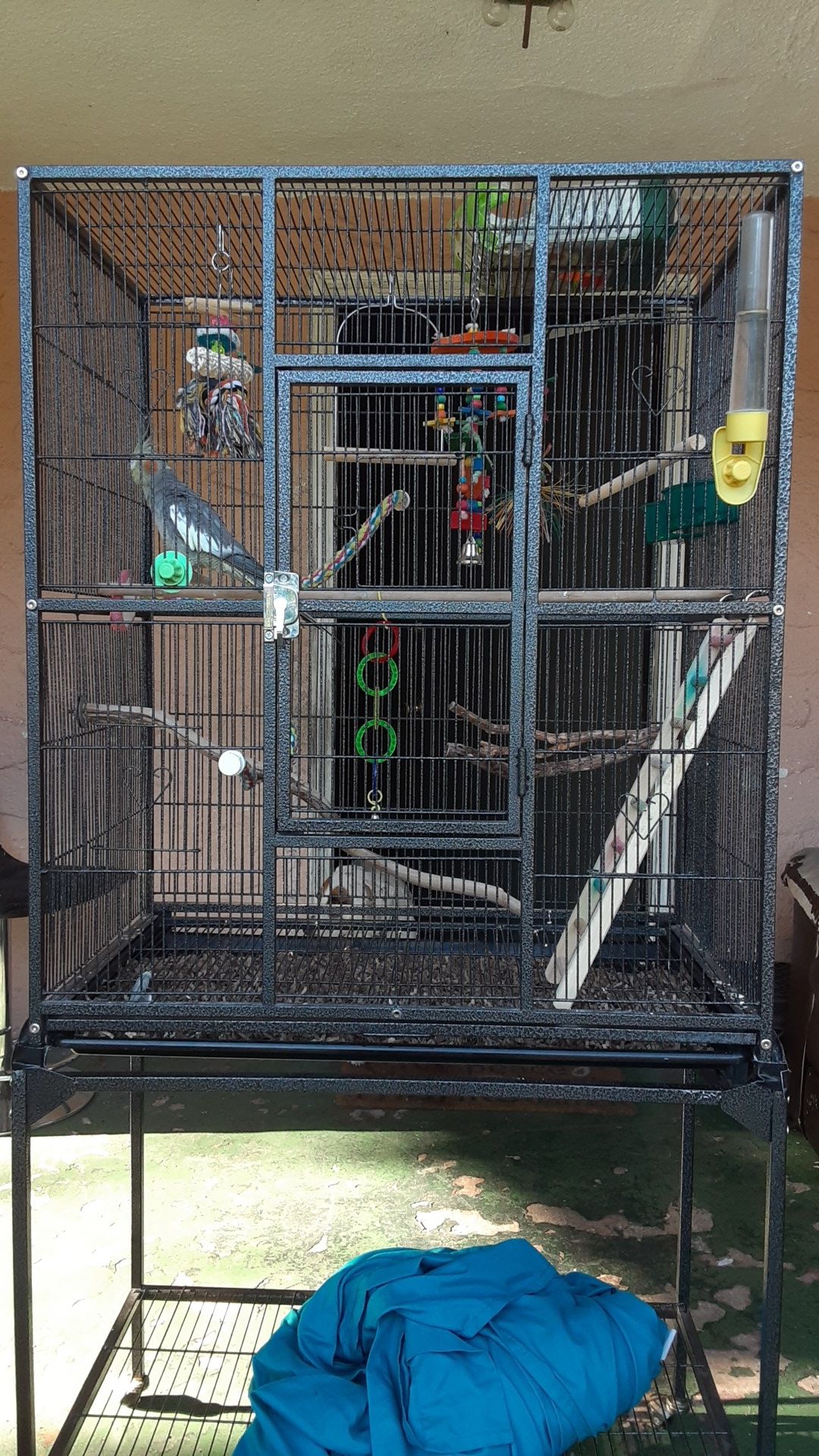 Cockatiel bird with huge cage and everything else in it