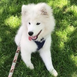 LEIGH DOG SITTERS. (only 10$ An Hour) Small Dogs Only