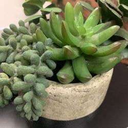 Fake succulent plant H6.5 W4