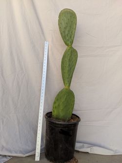 Giant 3+ foot tall prickly pear opuntia