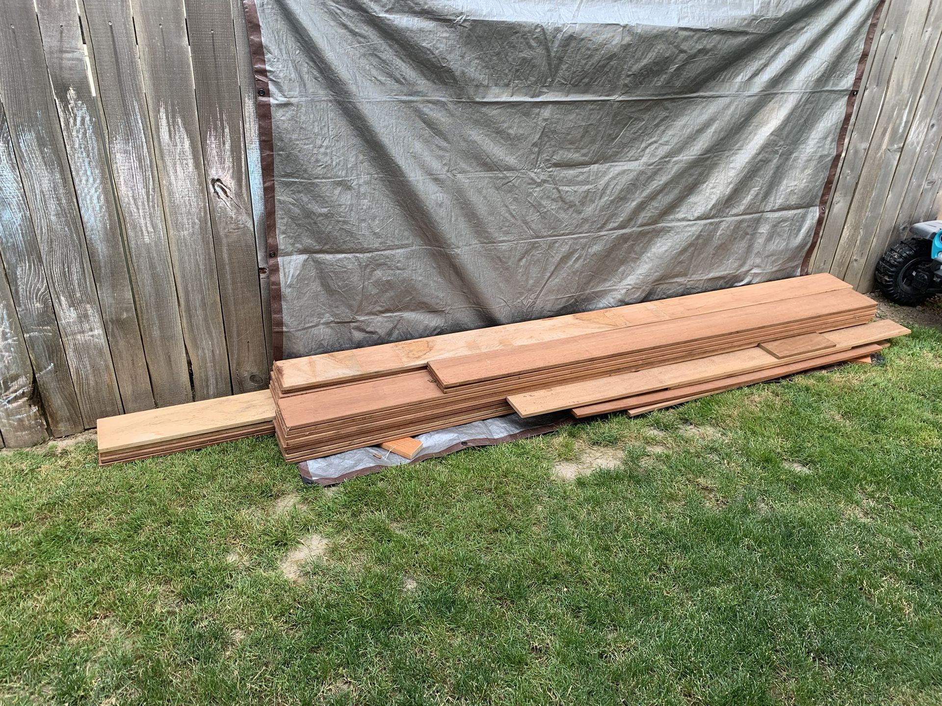 African Mahogany