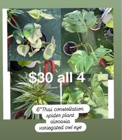 Plants Sale🌿4 plants $30 all/Thai constellation monstera, spider plants,variegated owl eye & Alocasia)