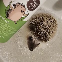 Hedgehog Soap!