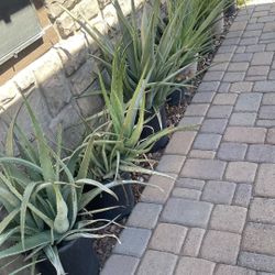 Aloe